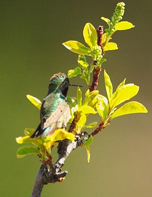 DSC_311.jpg