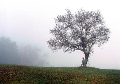 Apple Tree in Cades Cove, 1978