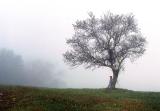 Apple Tree in Cades Cove, 1978