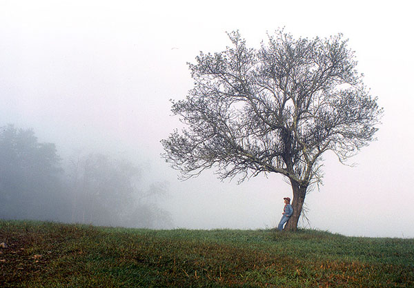 Apple Tree in Cades Cove, 1978