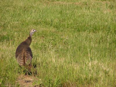 Wild Turkey