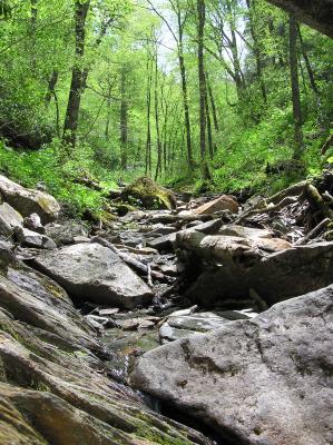 Rocks & Trees