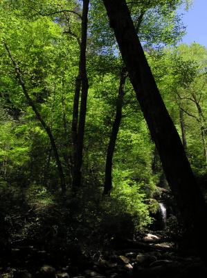 Trees