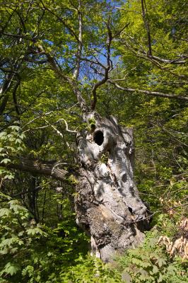CRW_3580.jpg