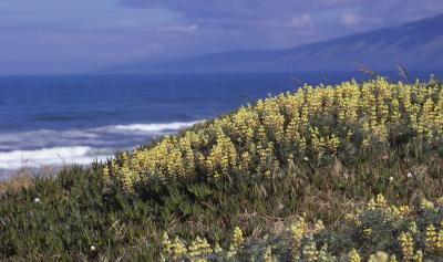 u26/moonlite/medium/43167316.IMG00405coastalyellowlupine.jpg