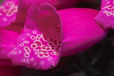 u26/moonlite/medium/43246599.IMG00679foxglove.jpg