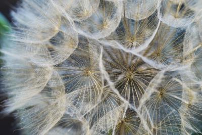 Webs of a Weed