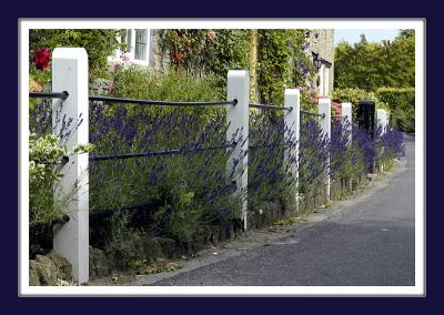 Lavender and railings