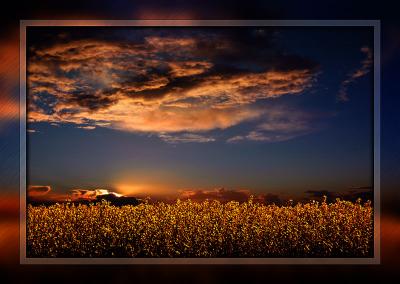 Oil seed sunset, Somerset