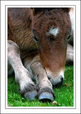 Dartmoor pony foal, Widecombe-in-the-Moor, Devon