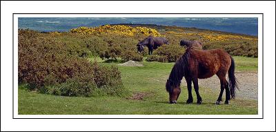 Dartmoor ponies, near Haytor, Devon