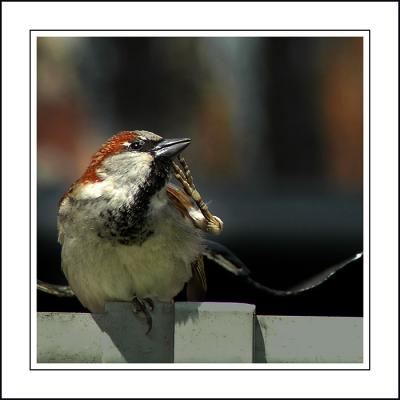 Sparrow scratching, Widecombe-in-the-Moor, Devon