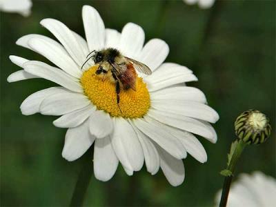 Daisy Lunch
