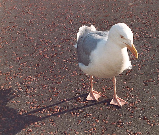 seagull in llandudno

scanned in old flim snapshot