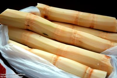 Hangzhou 杭州 - 甘蔗 Sugarcane - 1stick 3rmb
