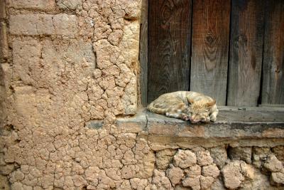cat at the Hani village