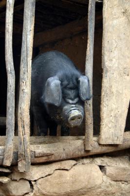Pig at the Hani village