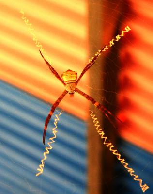 Spider at Sandstone Forest