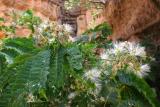 Sandstone Forest