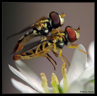 Hoverflies Mating on a flower