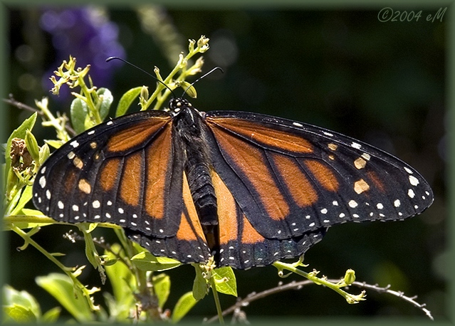 fostered Monarch II