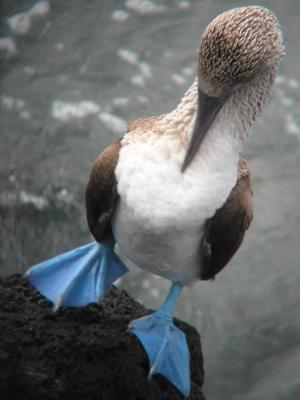 Fluffing his feathers