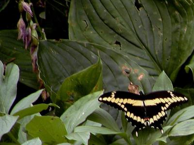 Butterfly.jpg(259)