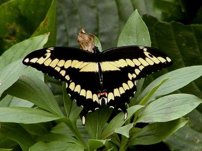 Butterfly2.jpg(146)