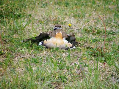 Killdeer playing injured2.jpg(295)