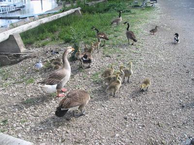 Family  friends out for a waddle.jpg(185)