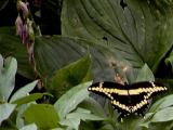 Butterfly.jpg(259)