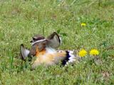 Killdeer playing injured3.jpg(310)