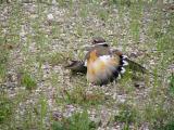 Killdeer playing injured4.jpg(293)