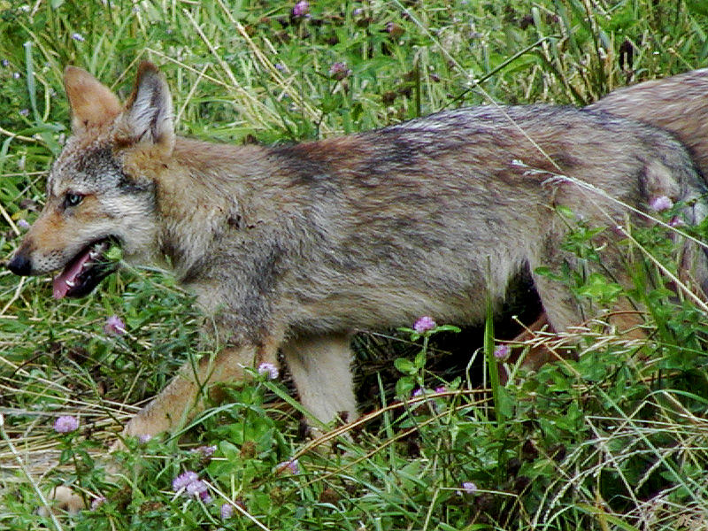 Wolf pup.jpg(639)