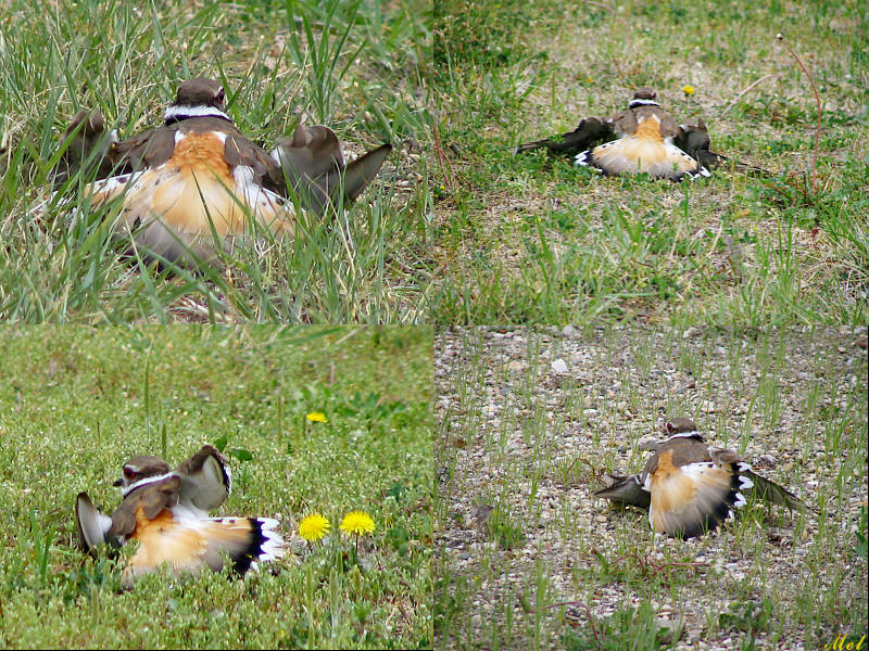 antics of a killdeer.jpg(435)
