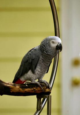 African Gray Parrot