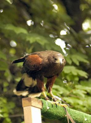 Harris Hawk - I am not thrilled with the background but I love the look in his eyes