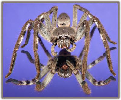 MC16: Small Worlds - Huntsman Spider by John down under