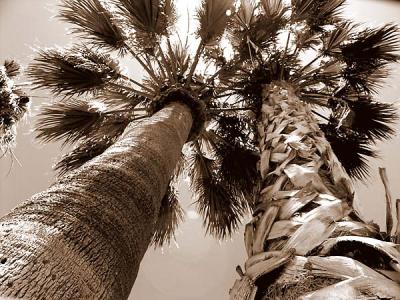 Palms by morey
