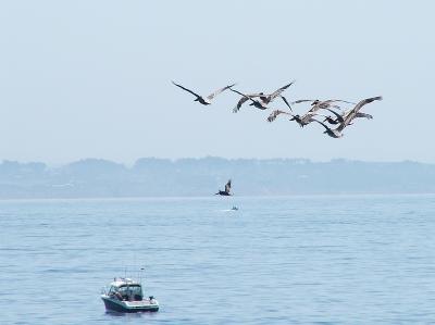 Flock of Pelicans by Steven Oostdijk