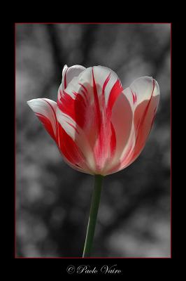 Tulip by Paolo Vairo