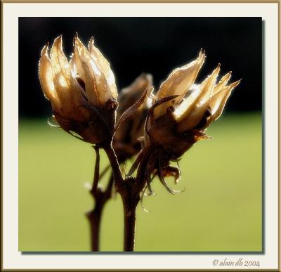 September Roses ~ alain db