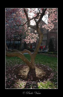 Rittenhouse Square by Paolo Vairo