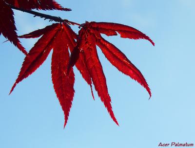 Acer Palmatum by Peter Thorup