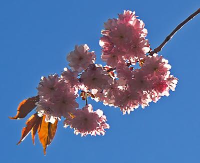 Cherry blossom by Peter Thorup