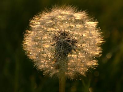 Dandelion after shower by Roger Wilmot