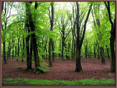 Veluwe 2 by Lon van den Broek