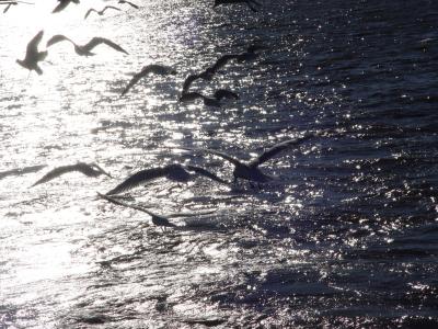 River of Life