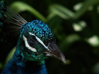 Peacock Portrait by Steven Oostdijk