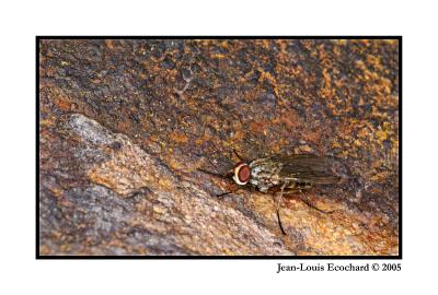 Rusty Fly by Jean-Louis Ecochard